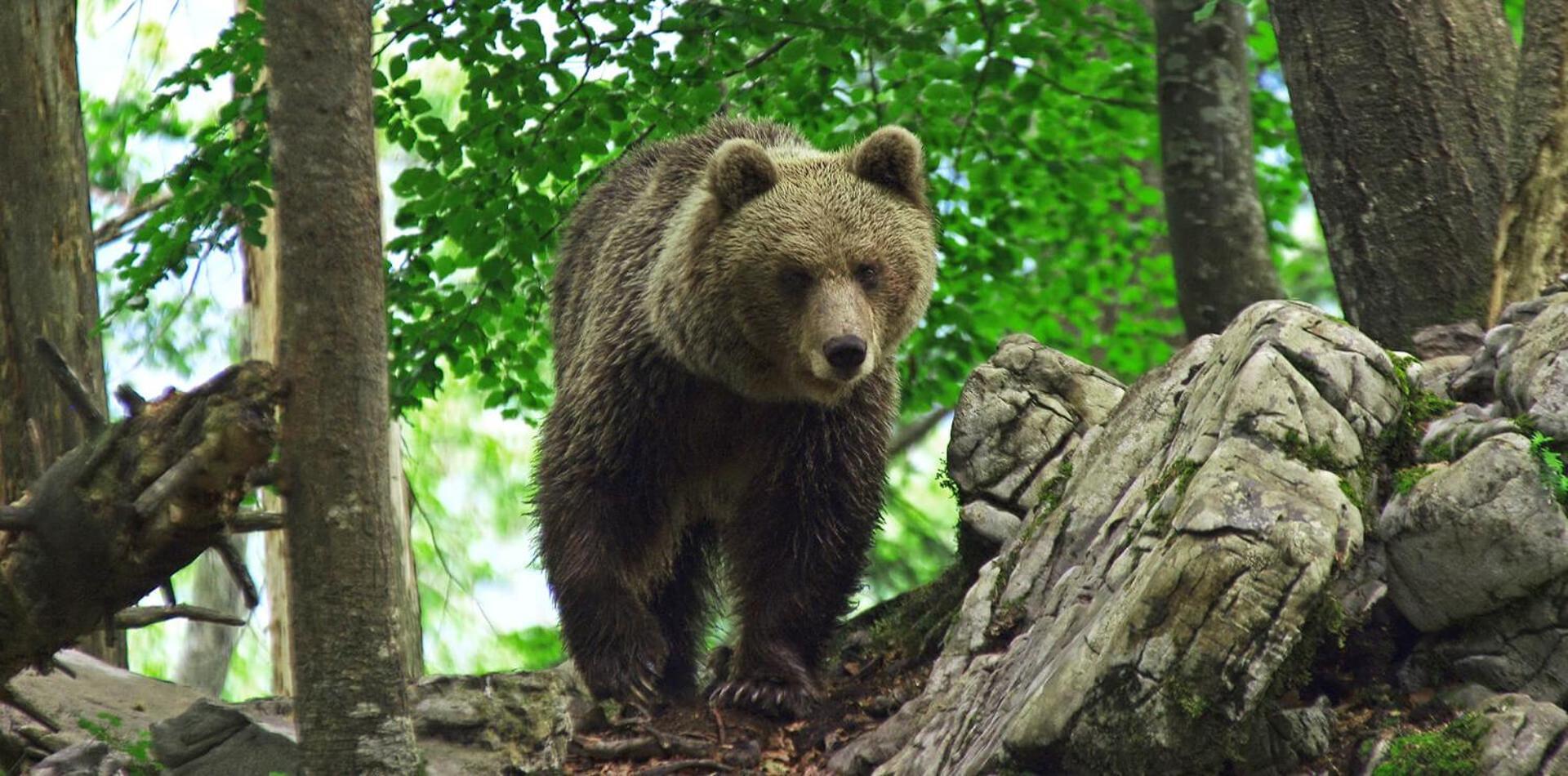 Cherry House - Cosy House - Ideal For Bear Watching, In The Neighborhood Of The Medieval Sneznik Castle Stari Trg pri Lozu Bagian luar foto